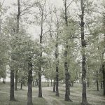 Кумодраж, стара храстова шума, типично за Шумадију, околина Београда, 27. април 1913. (фото www.albert-kahn.hauts-de-seine.fr)