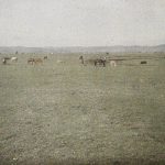 Коњи у пољу, Косово Поље, 6. мај 1913. (фото www.albert-kahn.hauts-de-seine.fr)