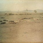 Свиње на пашњаку, Косово Поље, 6. мај 1913. (фото www.albert-kahn.hauts-de-seine.fr)