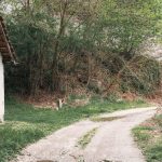 Локални пут ка Рибашевини, поред Лужнице (фото Бојан Радојичић)