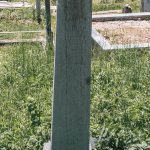 Споменик тројици браће Јовановића на гробљу на Новаковини у Волујцу (фото Бојан Радојичић)
