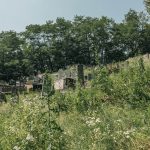 Филиповића гробље у Рибашевини (фото Бојан Радојичић)