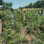 Јанковића гробље у Рибашевини (фото Бојан Радојичић)