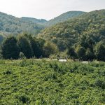 Гробље у Малом Дубоком (фото Бојан Радојичић)
