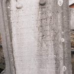 Споменик Чедомиру Милојевићу на гробљу на Рудини у Шљивовици (фото Бојан Радојичић)