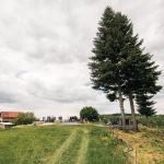 Коларевића гробље у Доњој Добрињи (фото Бојан Радојичић)