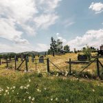 Глишића гробље у Љутицама (фото Бојан Радојичић)