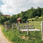 Нешовића гробље у Мршељима (фото Бојан Радојичић)