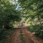Гробље у Табановићима, Папратиште (фото Бојан Радојичић)