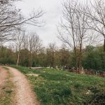 Гробље у Голоуши, Пријановићи (фото Бојан Радојичић)