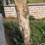 Споменик Стојану Смиљанићу на Старом варошком гробљу у Пожеги (фото Бојан Радојичић)
