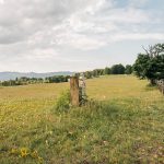 Крајпуташи у Тометином Пољу (фото Бојан Радојичић)