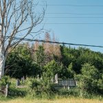 Милојевића гробље у Белој Реци (фото Бојан Радојичић)