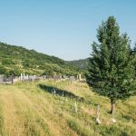 Гробље у Доњем Трудову, Јасеново (фото Бојан Радојичић)