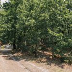 Бистричко гробље у Бистрици (фото Бојан Радојичић)