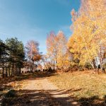 Гробље у Љепојевићима, Божетићи (фото Бојан Радојичић)