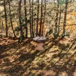 Гробље у Љепојевићима, Божетићи (фото Бојан Радојичић)