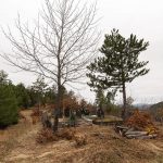 Гробље у Раванчици, Драглица (фото Бојан Радојичић)