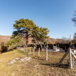 Гробље под бором у Дражевићима (фото Бојан Радојичић)