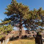 Гробље под бором у Дражевићима (фото Бојан Радојичић)