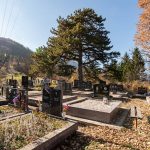 Гробље под бором у Дражевићима (фото Бојан Радојичић)