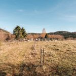 Гробље у Звијерцима у Дебељи, Божетићи (фото Бојан Радојичић)