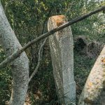 Споменик Василију Гојгићу на гробљу у Дрндарима, Јасеново (фото Бојан Радојичић)