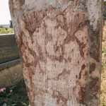 Споменик Јеремију Аврамовићу на гробљу у Маџарима, Јасеново (фото Бојан Радојичић)