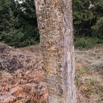 Крајпуташ Спасоју и Властимиру Јоцовићима на Равном брду у Ојковици, Јасеново (фото Бојан Радојичић)