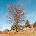 Гробље на у Ремовићима, Јасеново (фото Бојан Радојичић)