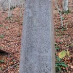 Спомен чесма Илији Радојевићу у Кремнима (фото Бојан Радојичић)