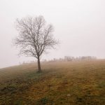 Гробље на Крљама у Виловима, Акмачићи (фото Бојан Радојичић)