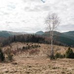 Гробље Боровниче у Штиткову, Божетићи (фото Бојан Радојичић)