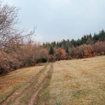 Гробље у Пети у Кућанима, Јасеново (фото Бојан Радојичић)