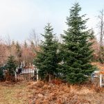 Гробље у Пети у Кућанима, Јасеново (фото Бојан Радојичић)