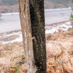 Крајпуташ Спасоју и Властимиру Јоцовићима на Равном брду у Ојковици, Јасеново (фото Бојан Радојичић)