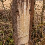 Крајпуташ Драгоју Курћубићу у Кривој Реци (фото Бојан Радојичић)